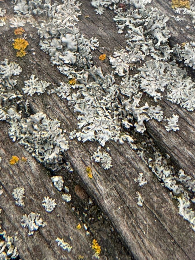 WhatsApp 20Image 202024 06 02 20at 2022.32.18 20 6  WhatsApp 20Image 202024 06 02 20at 2022.32.18 20 6